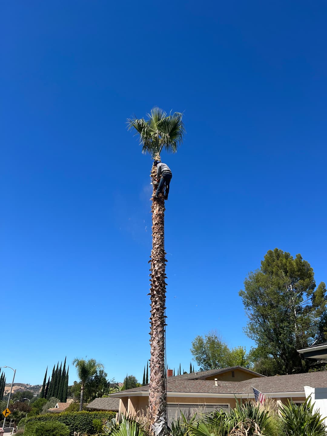 picture of a handyman landscaper trimming a palm tree in front of a home